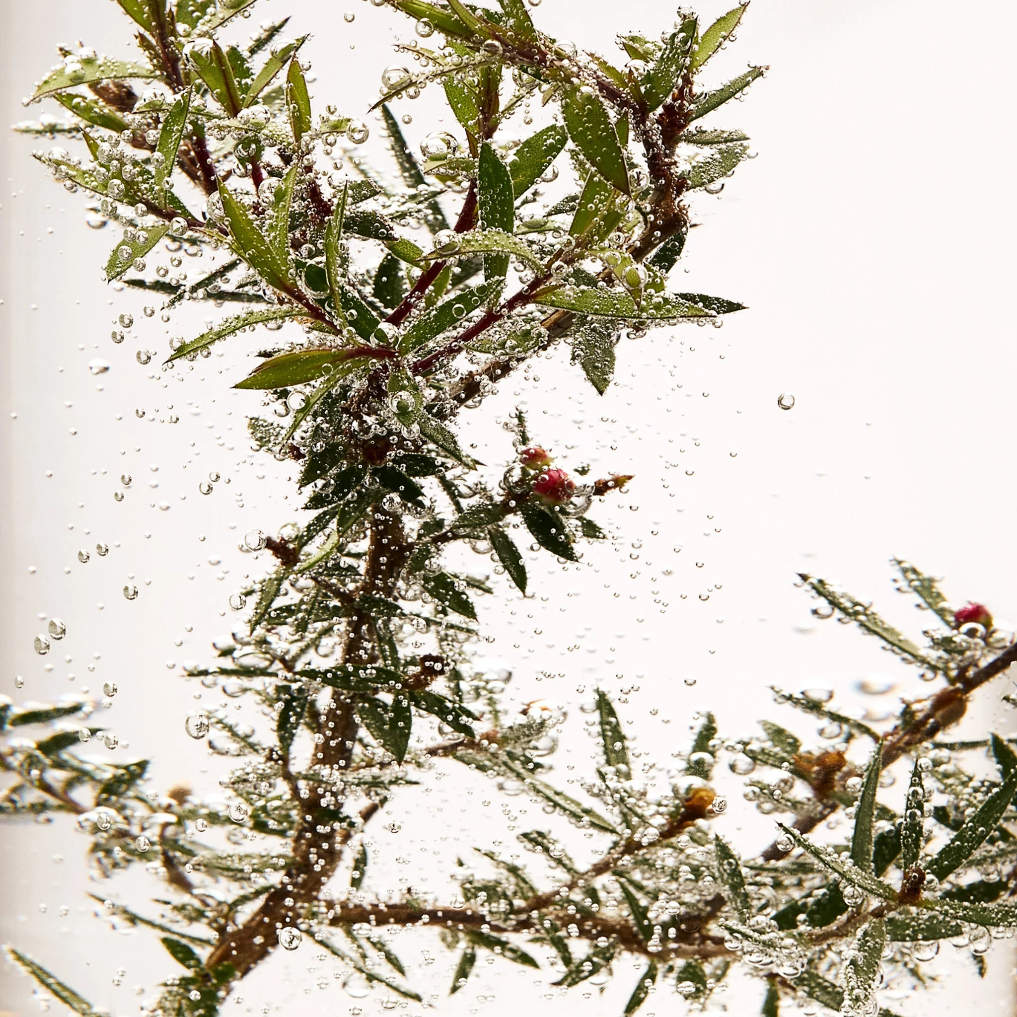 Tea Tree Oil - Image 7
